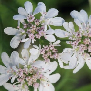 Photographie n°1073590 du taxon Coriandrum sativum L. [1753]