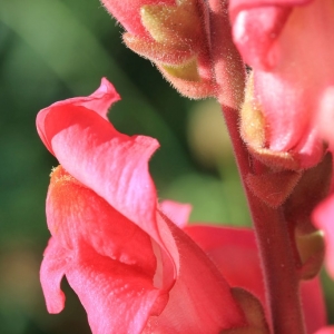 Photographie n°1073608 du taxon Antirrhinum majus L. [1753]