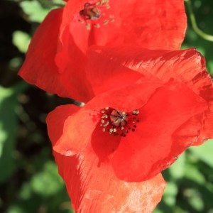 Photographie n°1073612 du taxon Papaver rhoeas L.