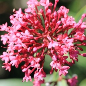 Photographie n°1073613 du taxon Centranthus ruber (L.) DC. [1805]