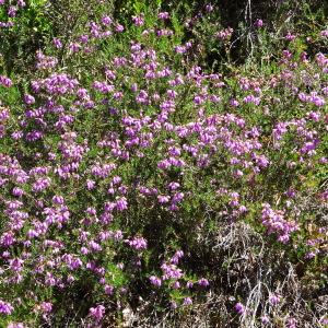 Photographie n°1073653 du taxon Erica cinerea L. [1753]