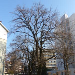 Photographie n°1074237 du taxon Quercus robur L. [1753]