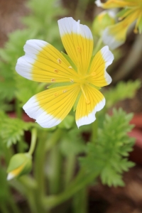 Barbara Mai, le 23 avril 2015 (35170 Bruz, France (Le Clos Renaud))