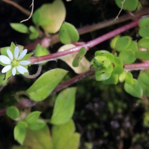 Photographie n°1074952 du taxon Stellaria media (L.) Vill. [1789]