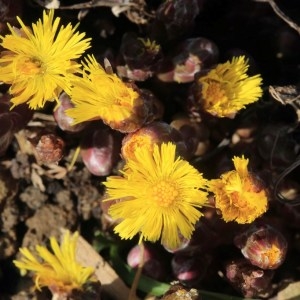 Photographie n°1074953 du taxon Tussilago farfara L. [1753]