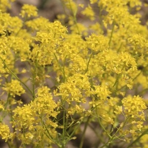 Photographie n°1074963 du taxon Isatis tinctoria L. [1753]