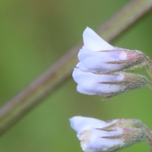 Photographie n°1074977 du taxon Ervilia hirsuta (L.) Opiz [1852]