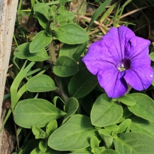 Photographie n°1074999 du taxon Petunia x hybrida (Hook.f.) Vilm. [1863]