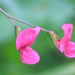 Photographie n°1075001 du taxon Lathyrus nissolia L. [1753]