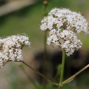 Photographie n°1075006 du taxon Valeriana officinalis L. [1753]