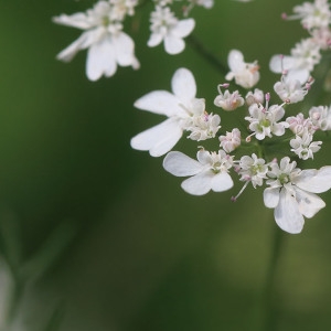 Photographie n°1075012 du taxon Coriandrum sativum L. [1753]