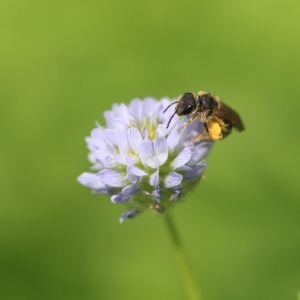 Melilotus caeruleus (L.) Desr. (Baumier)