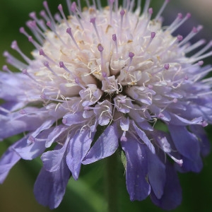 Photographie n°1075026 du taxon Knautia arvensis (L.) Coult. [1828]