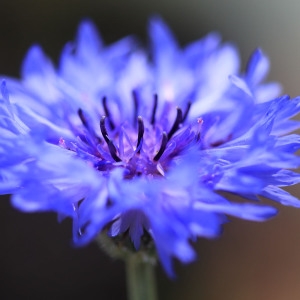 Photographie n°1075091 du taxon Cyanus segetum Hill [1762]