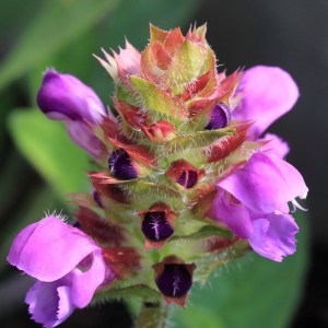 Photographie n°1075095 du taxon Prunella grandiflora (L.) Schöller [1775]