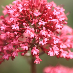 Photographie n°1075106 du taxon Centranthus ruber (L.) DC. [1805]