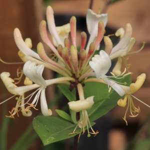 Photographie n°1075109 du taxon Lonicera periclymenum L. [1753]