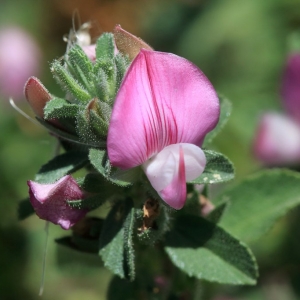 Photographie n°1075133 du taxon Ononis spinosa L. [1753]