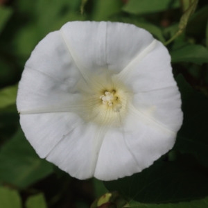 Photographie n°1075135 du taxon Convolvulus sepium L. [1753]