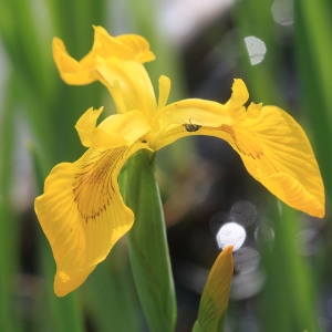 Photographie n°1075148 du taxon Iris pseudacorus L. [1753]