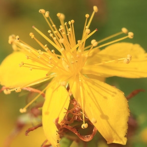 Photographie n°1075192 du taxon Hypericum perforatum L. [1753]