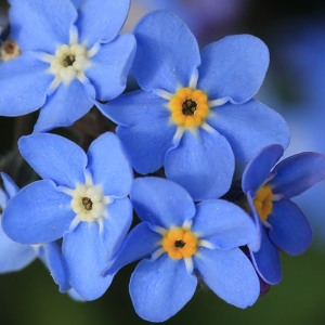 Photographie n°1075193 du taxon Myosotis L. [1753]