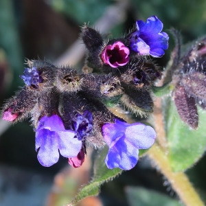 Pulmonaria tridentina Evers (Pulmonaire officinale)