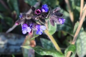 Barbara Mai, le 15 mars 2016 (35170 Bruz, France (Le Clos Renaud))