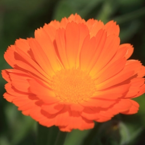 Photographie n°1075685 du taxon Calendula L. [1753]