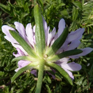 Photographie n°1077222 du taxon Scabiosa atropurpurea var. maritima (L.) Fiori [1903]