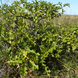  - Solanum linnaeanum Hepper & Jaeger [1986]