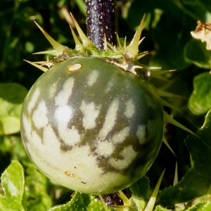  - Solanum linnaeanum Hepper & Jaeger [1986]