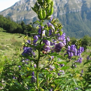 Aconitum paniculatum subsp. pyrenaicum Vivant & Delay (Aconit des Pyrénées)