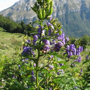 Photographie n°1078197 du taxon Aconitum variegatum subsp. pyrenaicum Vivant [1981]