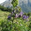  Dany ROUSSEL - Aconitum variegatum subsp. pyrenaicum Vivant [1981]