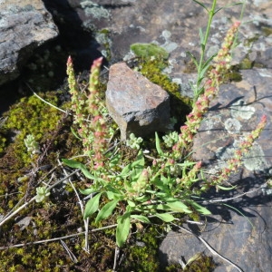 Photographie n°1078354 du taxon Rumex bucephalophorus L. [1753]
