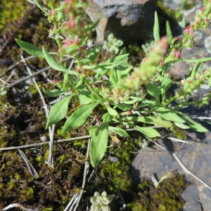 Photographie n°1078355 du taxon Rumex bucephalophorus L. [1753]