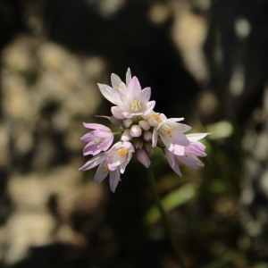 Photographie n°1079073 du taxon Allium roseum L. [1753]