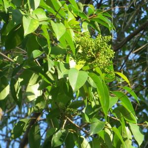 Photographie n°1079857 du taxon Ligustrum lucidum W.T.Aiton [1810]