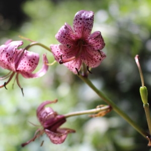 Photographie n°1080055 du taxon Lilium martagon L. [1753]