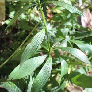 Photographie n°1080059 du taxon Lilium martagon L. [1753]