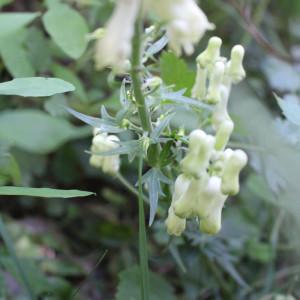 Photographie n°1080110 du taxon Aconitum lycoctonum subsp. vulparia (Rchb.) Nyman [1889]