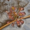 Drosera intermedia Hayne [1798] [nn23104] par Aurélien Davroux le 29/08/2014 - Hostens