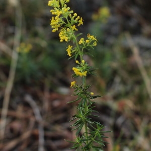 Photographie n°1080300 du taxon Galium verum L. [1753]