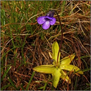 Photographie n°1080320 du taxon Pinguicula vulgaris var. alpicola Rchb. [1823]