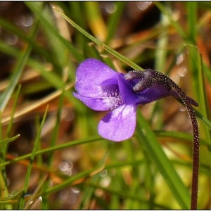 Photographie n°1080347 du taxon Pinguicula vulgaris var. alpicola Rchb. [1823]