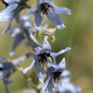 Photographie n°1080488 du taxon Delphinium montanum DC. [1815]