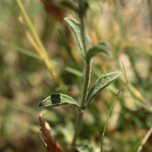 Photographie n°1080523 du taxon Sideritis hyssopifolia L. [1753]