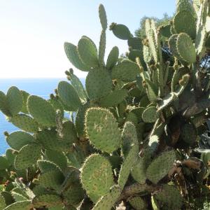 Photographie n°1080574 du taxon Opuntia ficus-indica (L.) Mill. [1768]