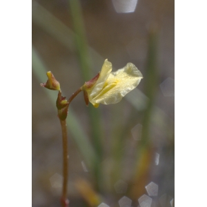 Utricularia minor L. (Petite Utriculaire)
